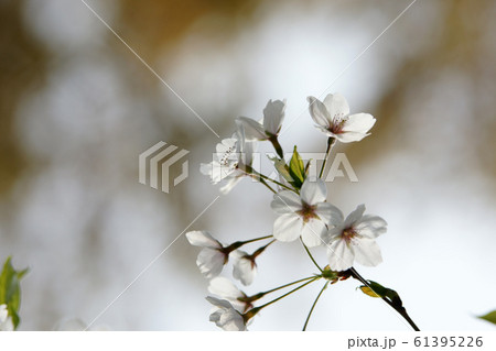 鳥取 四季の散歩 春 青島 鳥取 四季の散歩 春 青島 61395226