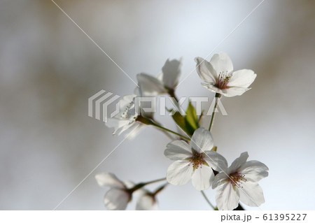 鳥取 四季の散歩 春 青島 鳥取 四季の散歩 春 青島 61395227