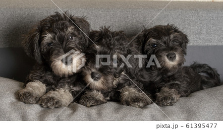 Three schnauzer puppies laying on the sofa, close 61395477