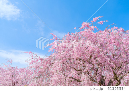 【写真素材】:桜 しだれ桜 満開 4月 春イメージ 【写真素材】:桜 しだれ桜 満開 4月 春イメージ 61395554