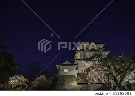 （神奈川県）桜咲く、小田原城　ライトアップ 61395603