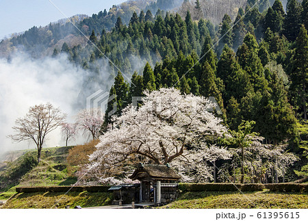 一乗谷城跡　一乗谷朝倉氏遺跡　明智光秀ゆかりの　地麒麟がくる 61395615