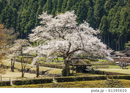 一乗谷城跡　一乗谷朝倉氏遺跡　明智光秀ゆかりの　地麒麟がくる 61395620