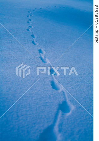 雪の上の足跡 61395623