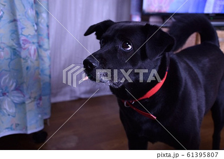 鉛筆をくわえる犬の写真素材