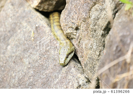 冬眠から目覚めた蛇 岩陰から這いだした蛇の写真素材