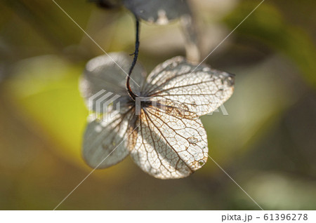 ノリウツキの枯れ装飾花 ノリウツキの枯れ装飾花 61396278