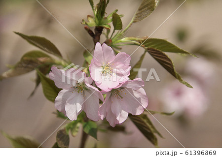 桜(御車返し) 桜(御車返し) 61396869