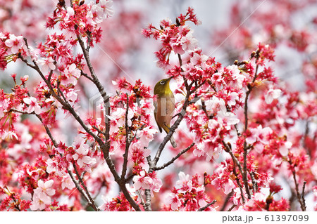 桜とメジロ 桜とメジロ 61397099