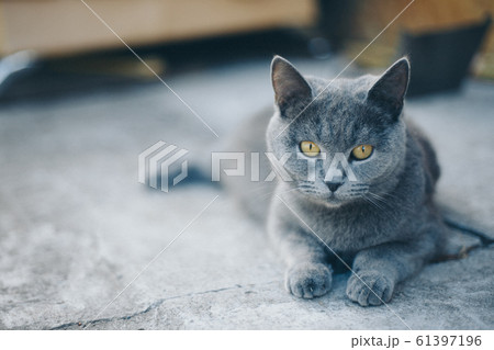 cat lying on the floor. Gray animal. Muzzle close-up. The concept of alternative medicine, allergies, antidepressants, Pets 61397196