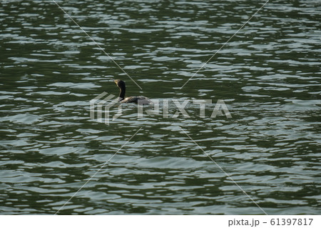 泳ぐ鳥 61397817