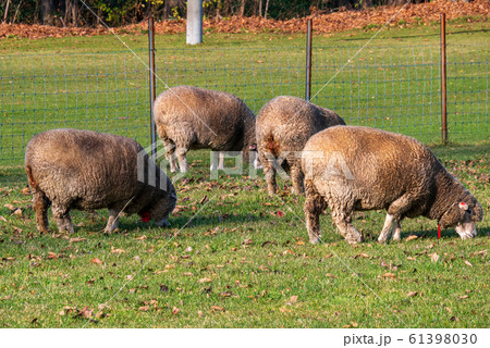 札幌 羊ヶ丘展望台 羊 札幌 羊ヶ丘展望台 羊 61398030