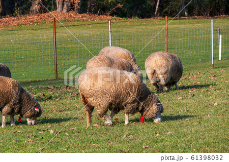 札幌　羊ヶ丘展望台　羊 61398032