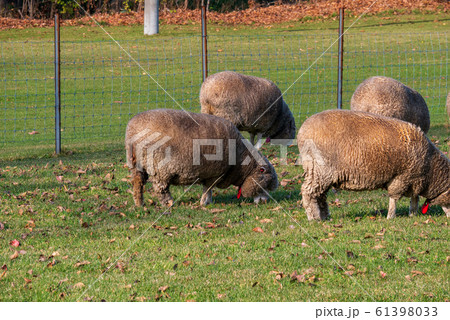 札幌　羊ヶ丘展望台　羊 61398033