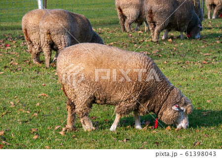 札幌 羊ヶ丘展望台 羊 札幌 羊ヶ丘展望台 羊 61398043