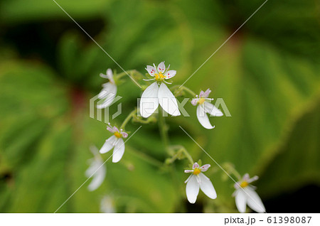 ユキノシタ ユキノシタ 61398087