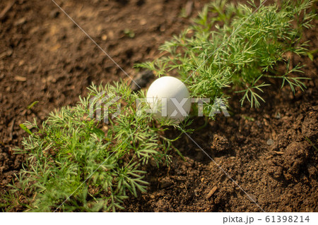 White egg lies in the young fresh green dill. White egg lies in the young fresh green dill. 61398214
