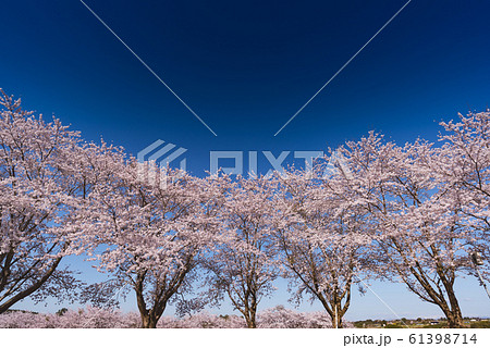 長沼フートピア公園・満開のアーチ桜並木 長沼フートピア公園・満開のアーチ桜並木 61398714