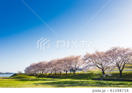 長沼フートピア公園満開の桜並木 長沼フートピア公園満開の桜並木 61398716