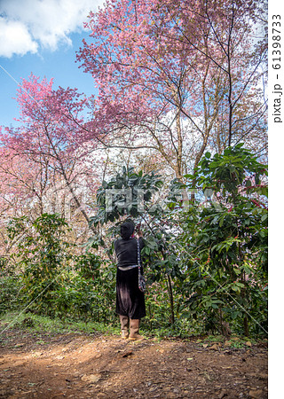An Akha people harvesting arabica coffee beans at Doi Chang in Chiang Rai, Thailand. An Akha people harvesting arabica coffee beans at Doi Chang in Chiang Rai, Thailand. 61398733