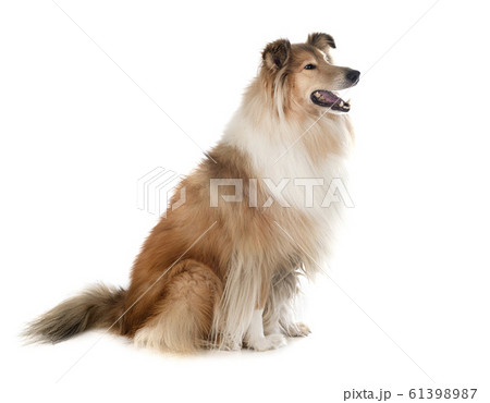 Rough Collie in studio 61398987
