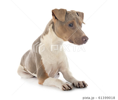 brazilian terrier in studio 61399018