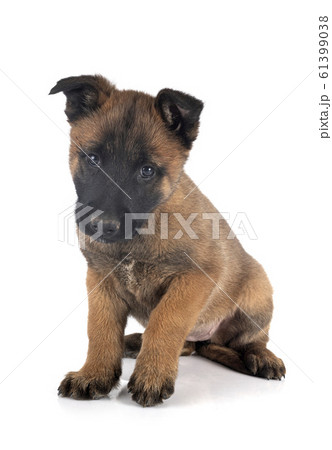 puppy malinois in studio puppy malinois in studio 61399038