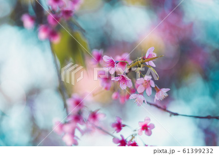 Spring nature,Bloom pink flowers and bright skies 61399232