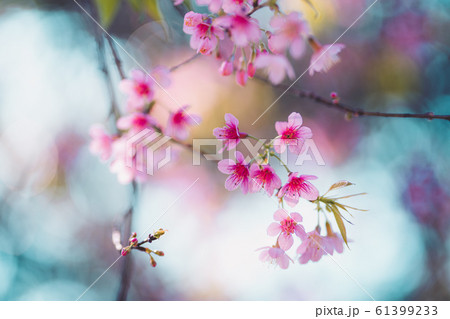 Spring nature,Bloom pink flowers and bright skies 61399233