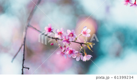 Spring nature,Bloom pink flowers and bright skies 61399234