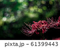 彼岸1 61399443