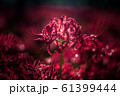 彼岸2 61399444
