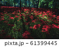 彼岸3 61399445