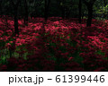 彼岸4 61399446