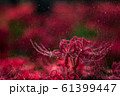 彼岸5 61399447
