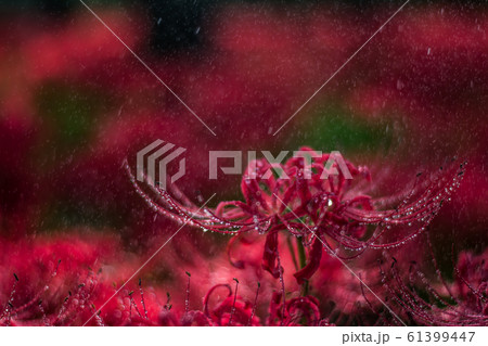 彼岸5 彼岸5 61399447