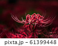 彼岸6 61399448