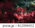 彼岸9 61399452