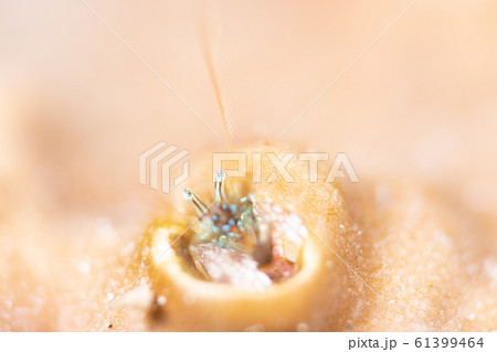 ヤドカリ ヤドカリ 61399464