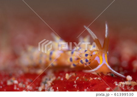 ウミウシ ウミウシ 61399530