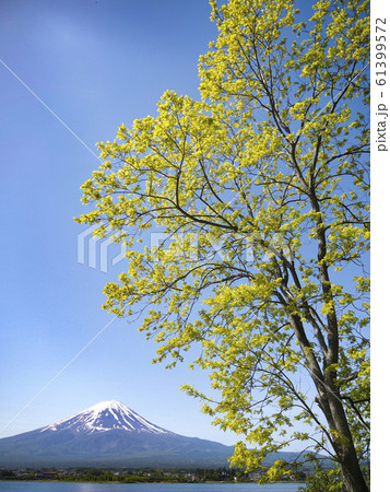 春の富士山、河口湖 春の富士山、河口湖 61399572