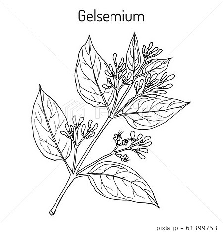 Gelsemium elegans, medicinal plant 61399753