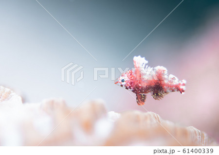 ベラ ベラ 61400339