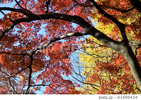 川崎市 妙楽寺 紅葉 川崎市 妙楽寺 紅葉 61400434