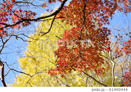 川崎市　妙楽寺　紅葉 61400444
