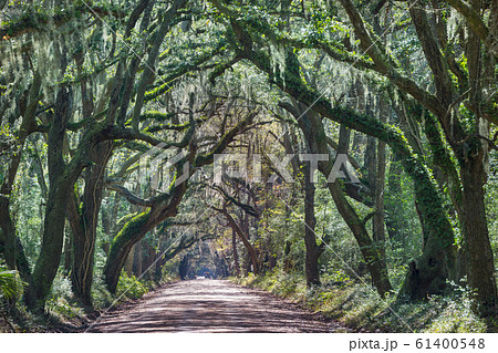 Trees alley Trees alley 61400548