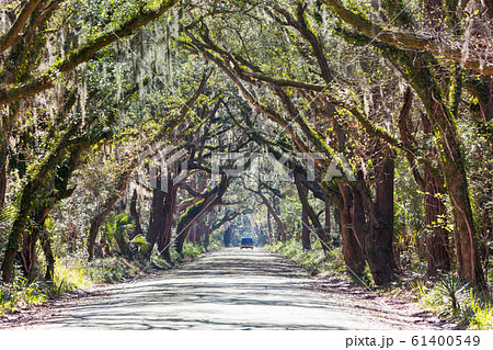 Trees alley Trees alley 61400549