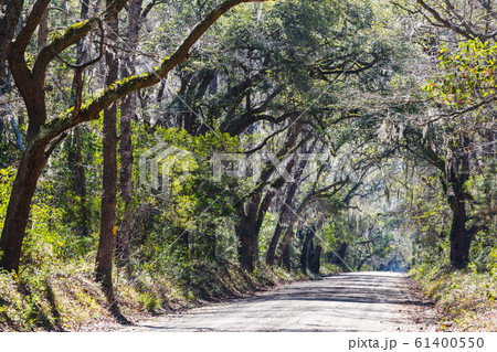 Trees alley Trees alley 61400550