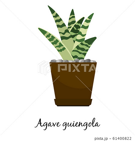 Agave guiengola cactus in pot Agave guiengola cactus in pot 61400822