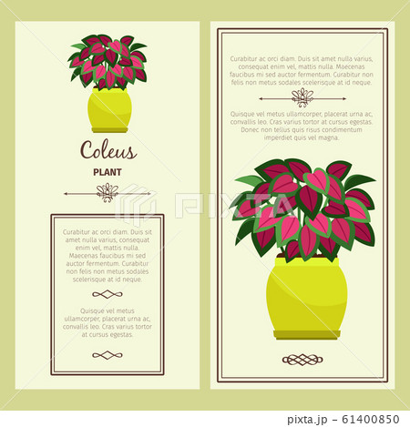 Greeting card with coleus plant 61400850